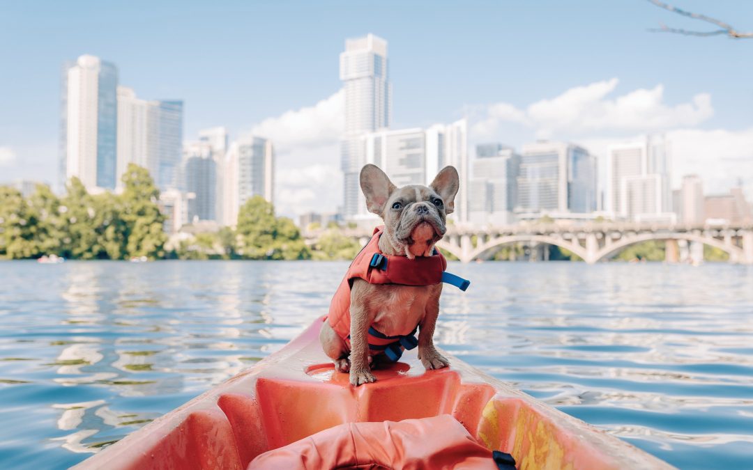 How To Make Your Trip With Pets Easier For Both